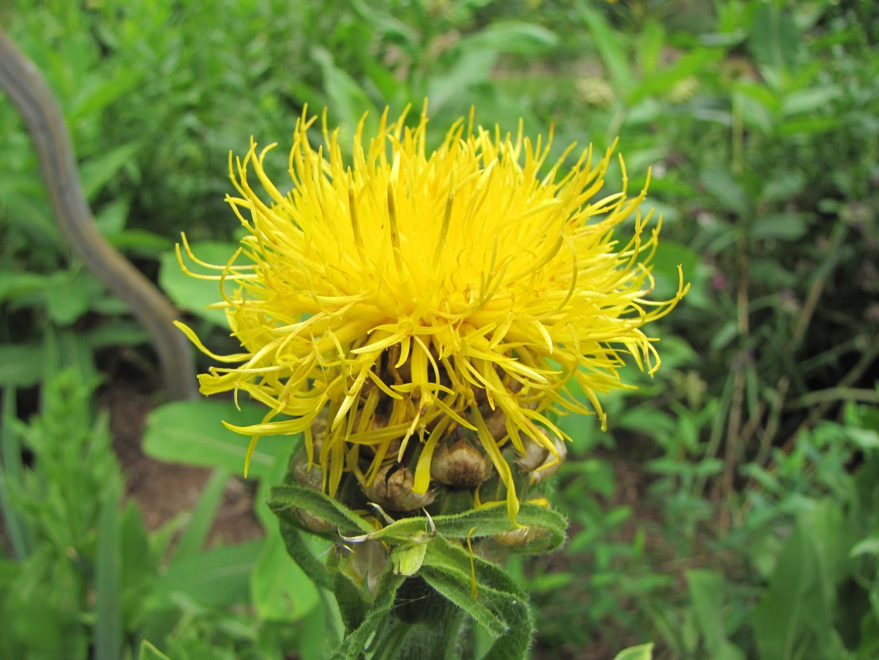 Василек Centaurea macrocephala