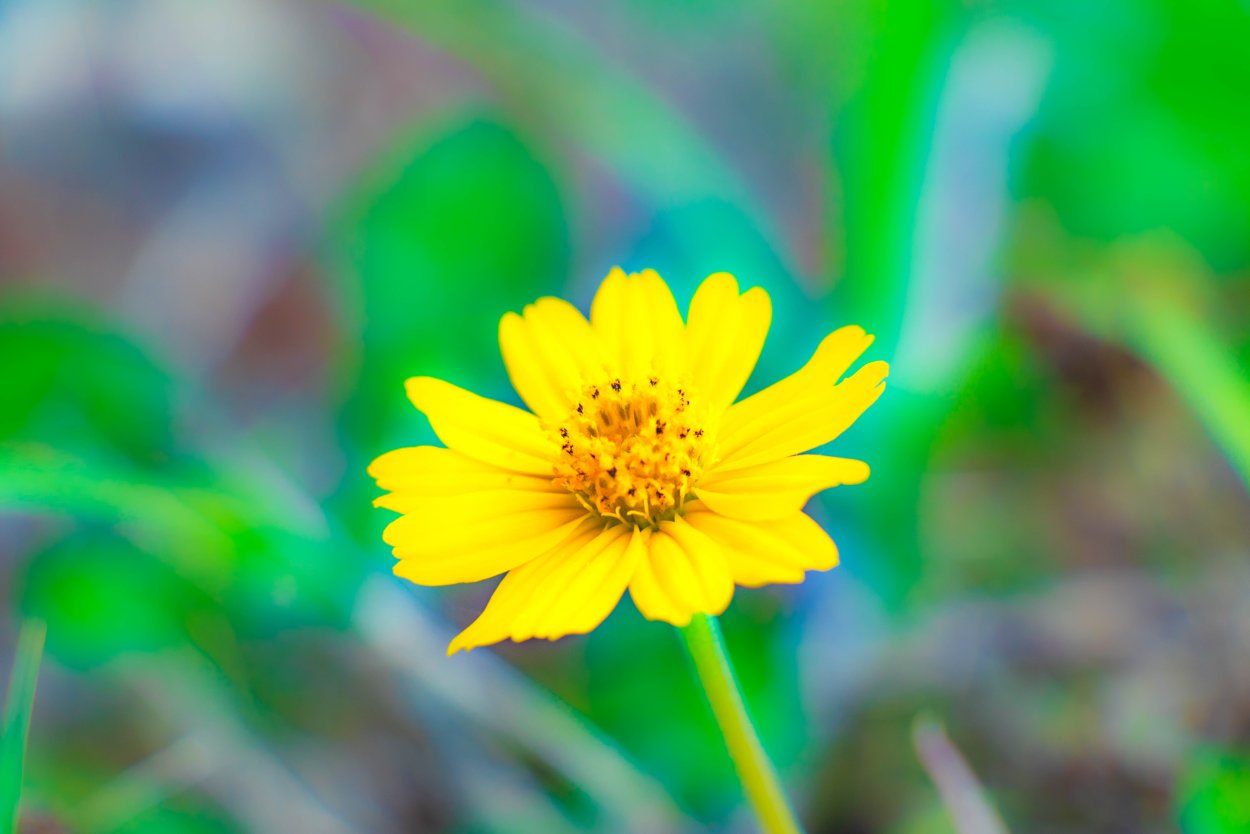 Optimistic_Spring Yellow