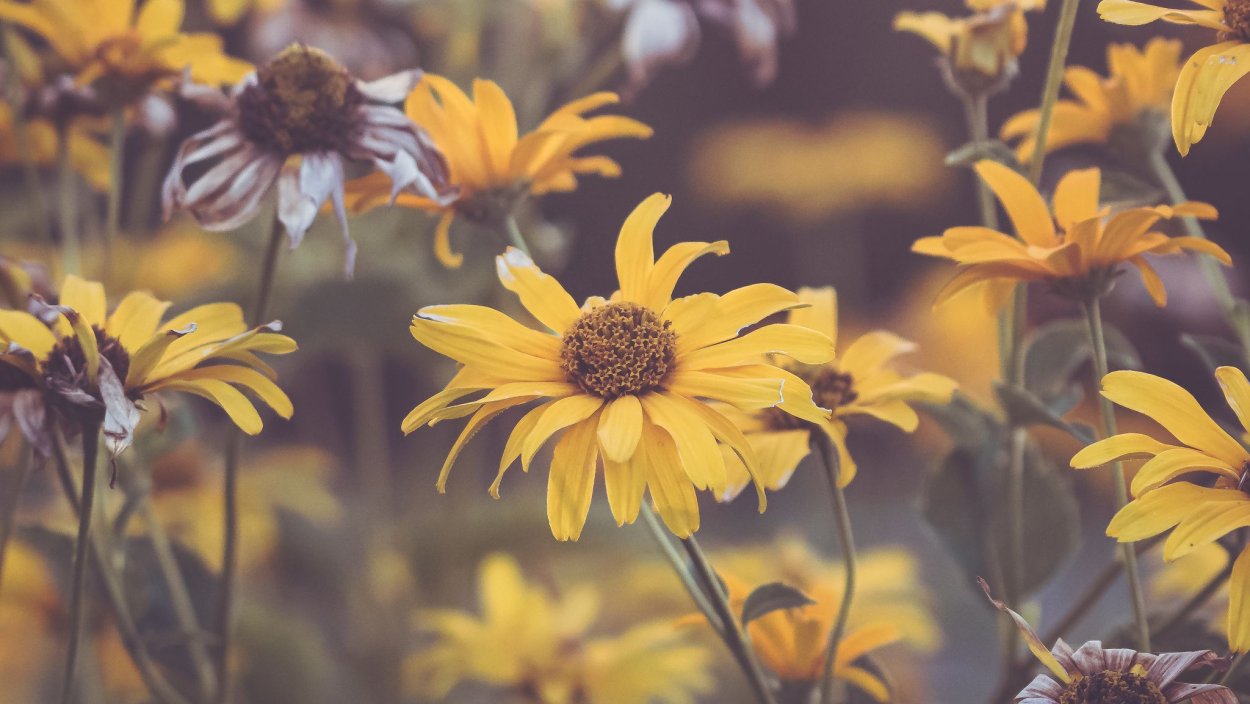 Обои HD 1080 на рабочий стол