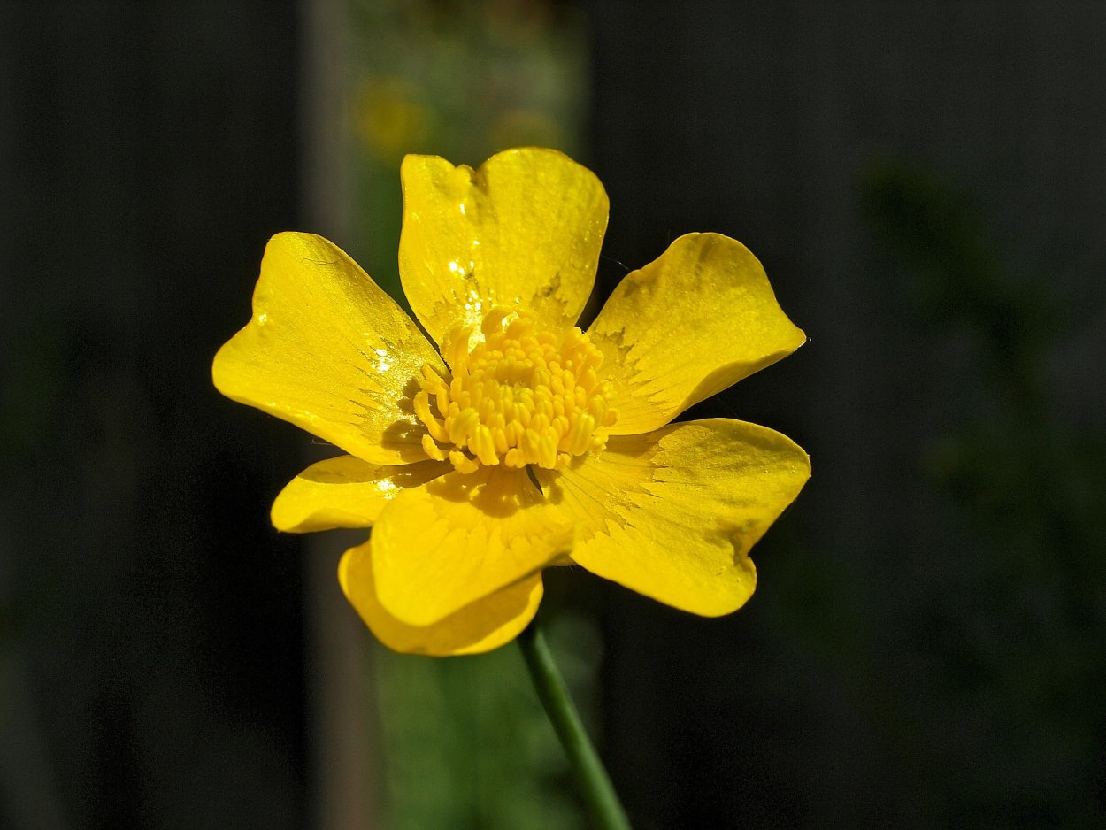 Лютик ядовитый