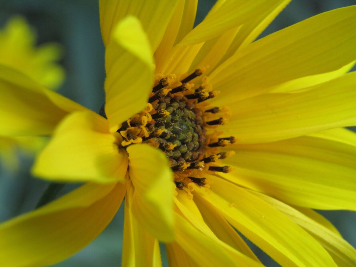 Желтая цветок отдельно