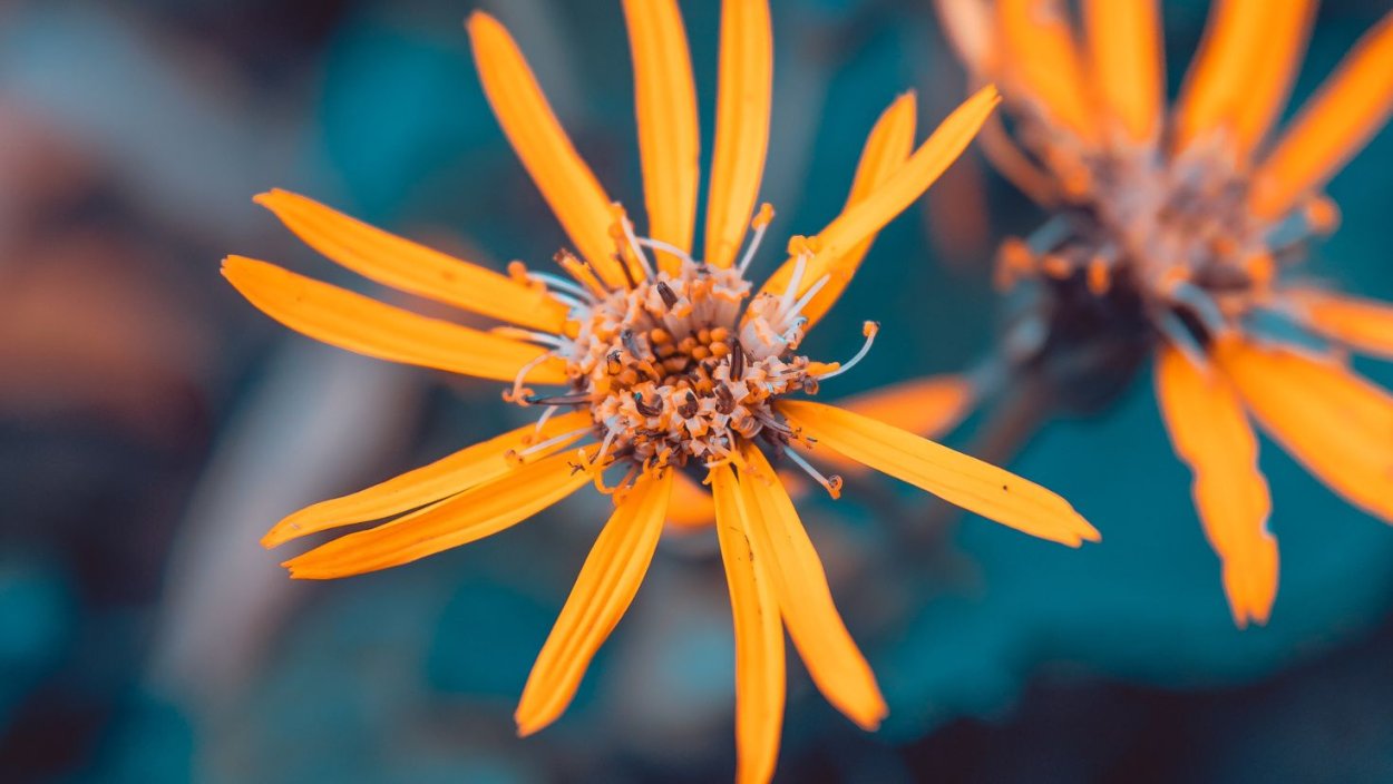 Цветок апельсина