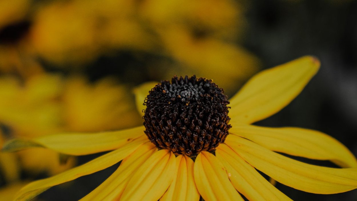 Жёлтый цветок