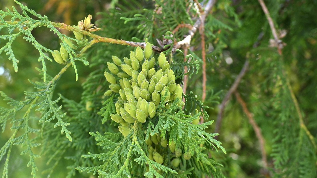 Туя складчатая шишки