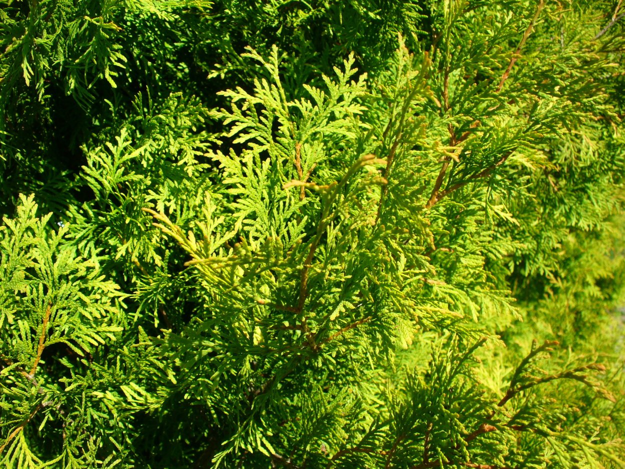 Туя Вудварди