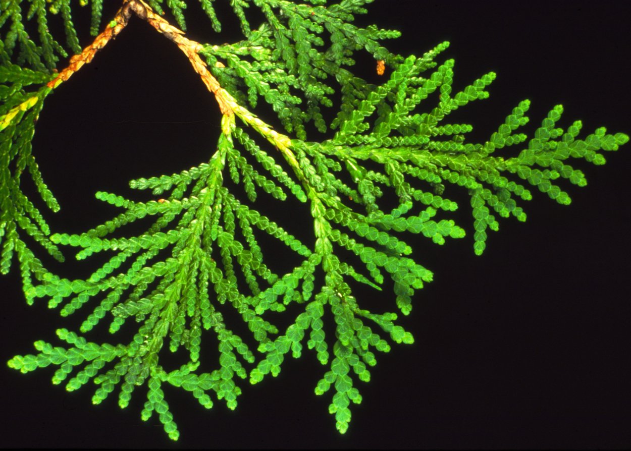 Туя Западная хвоя