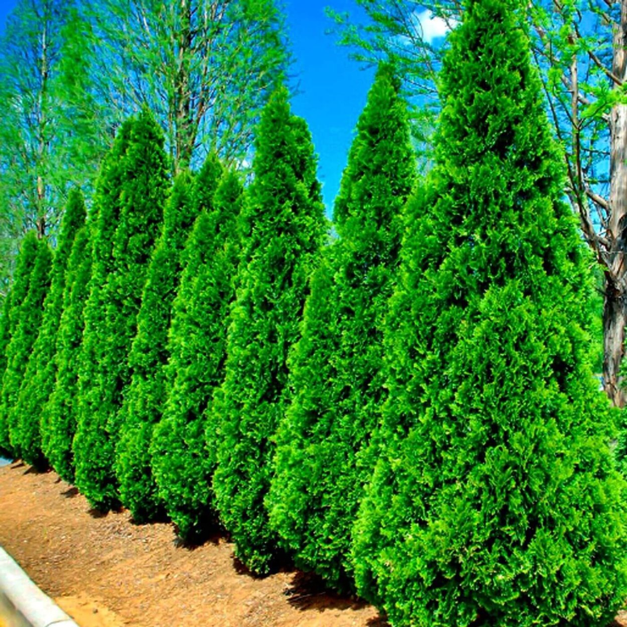 Туя Западная Смарагд