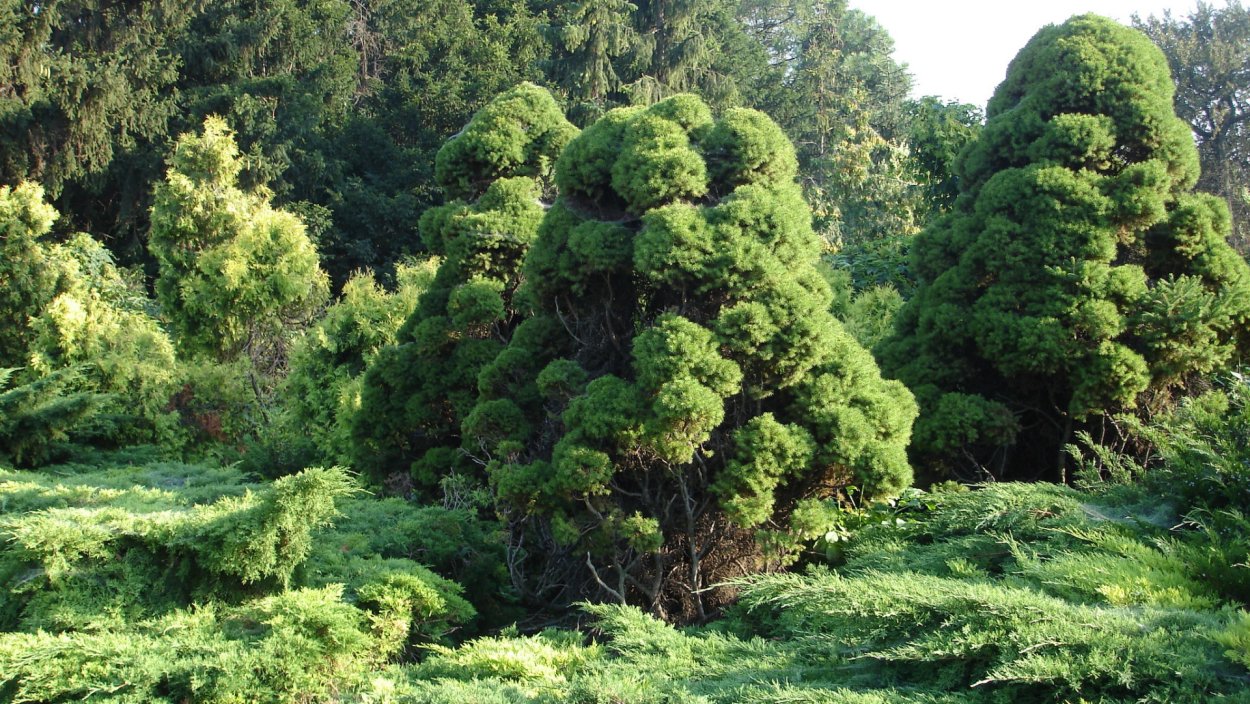 Туя складчатая в дикой природе