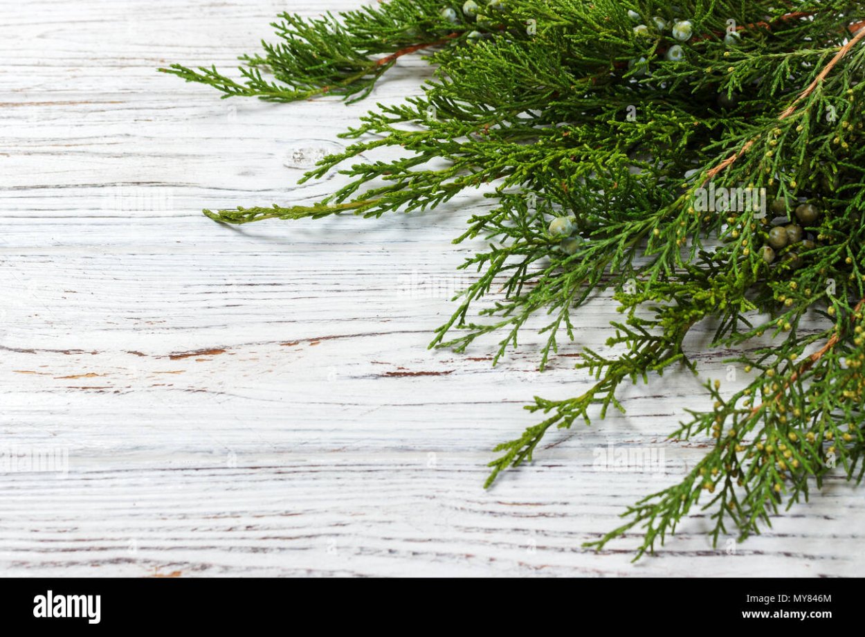 Ветки можжевельника в доме