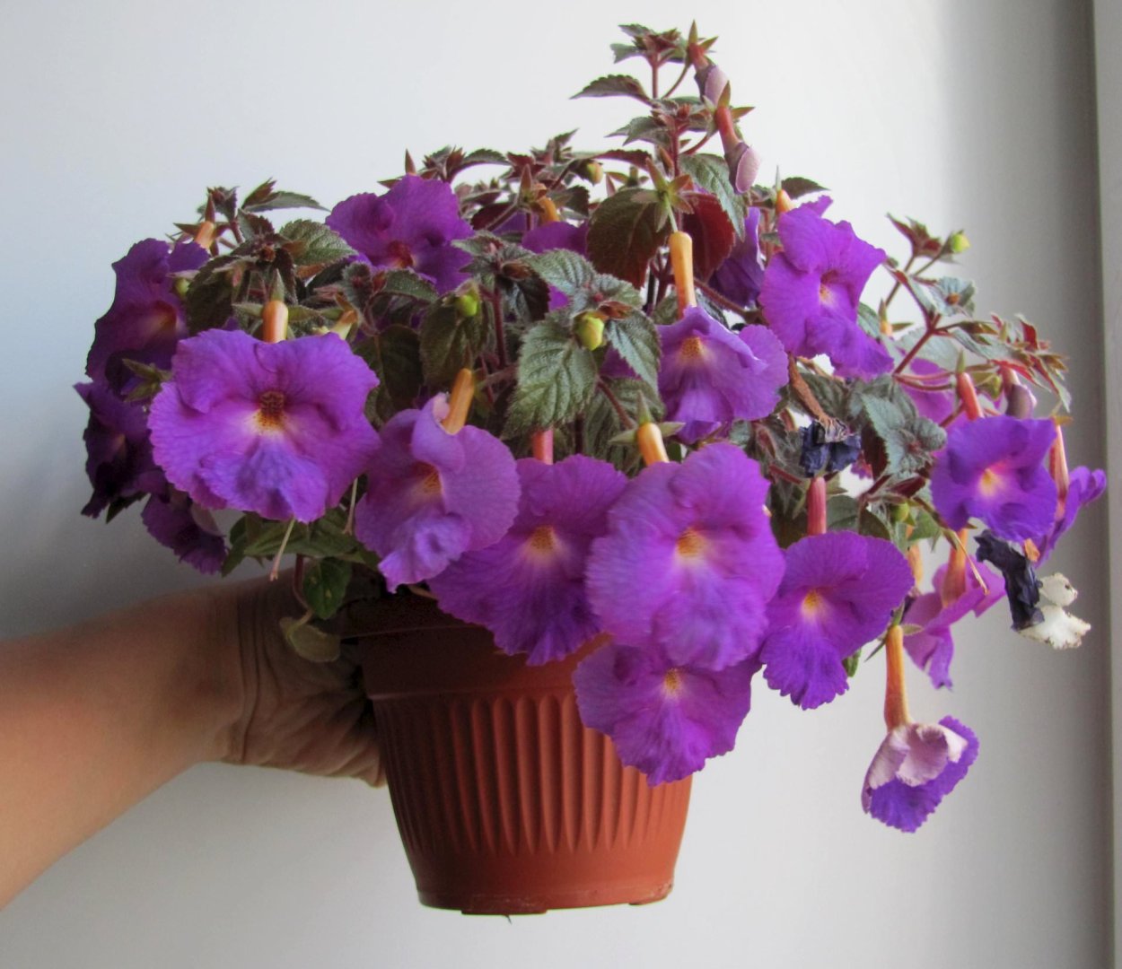 Ахименес вивид