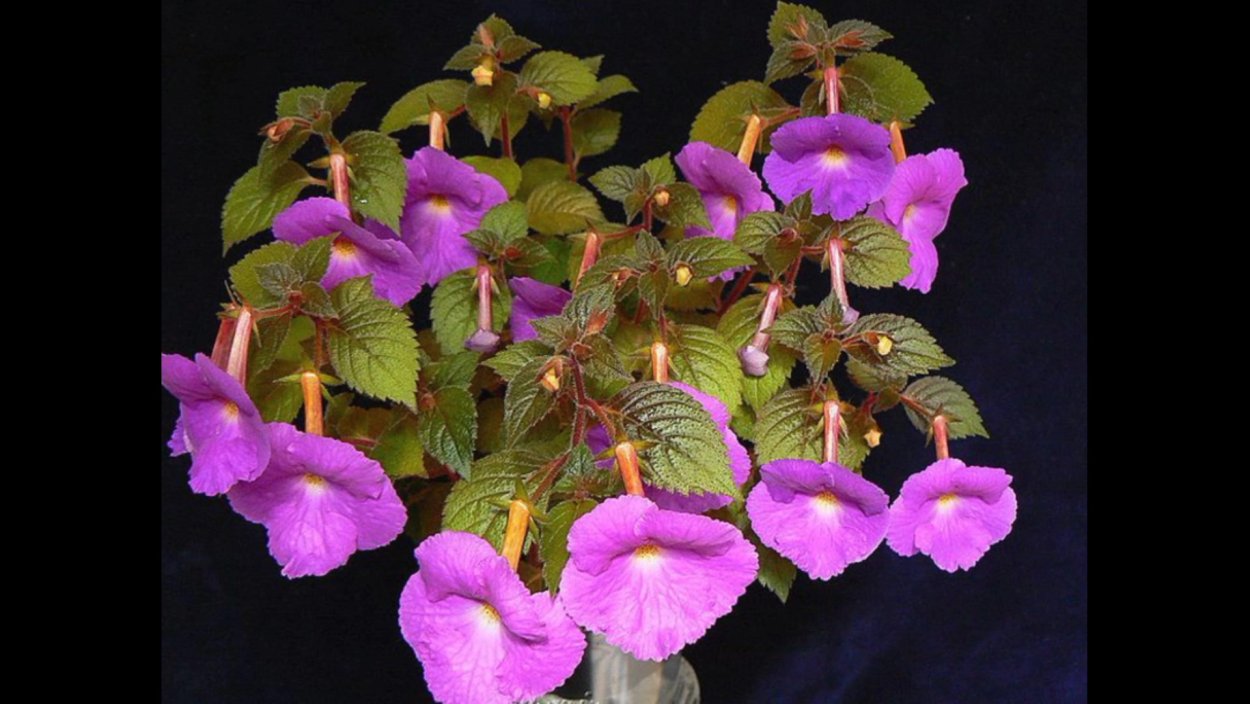 Цветок дружная семейка ахименес