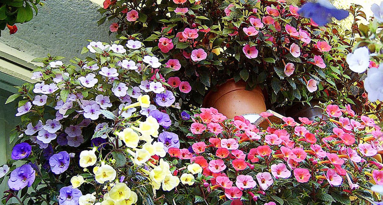 Ахименес в подвесном кашпо