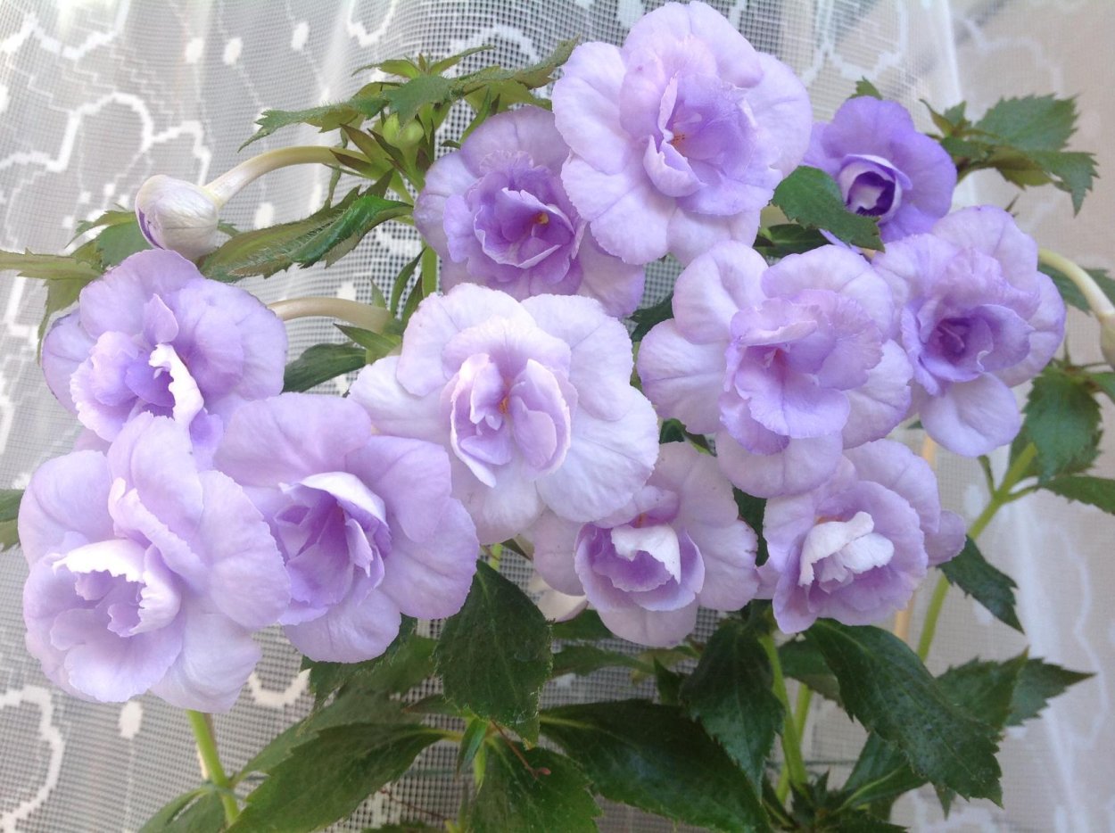 Ахименес Saint malo