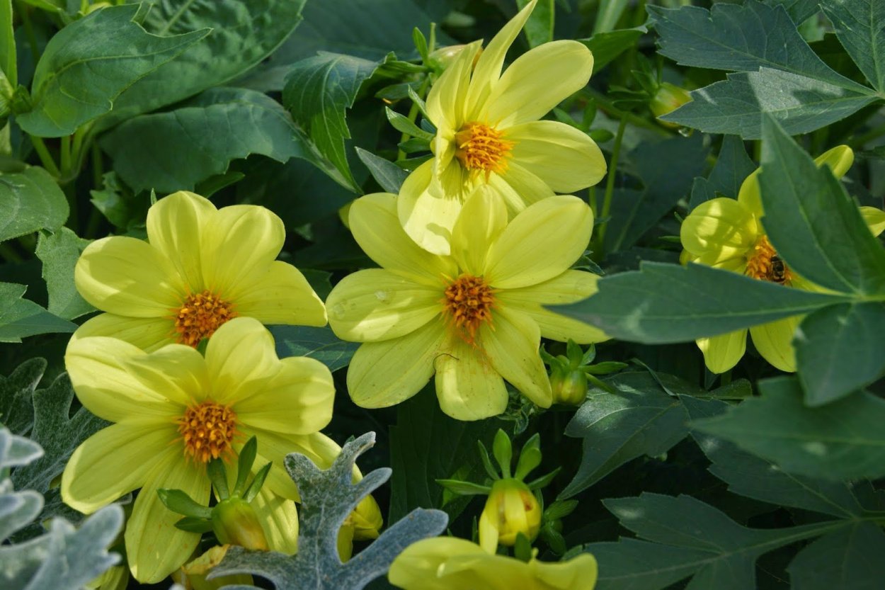 Георгины веселая семейка