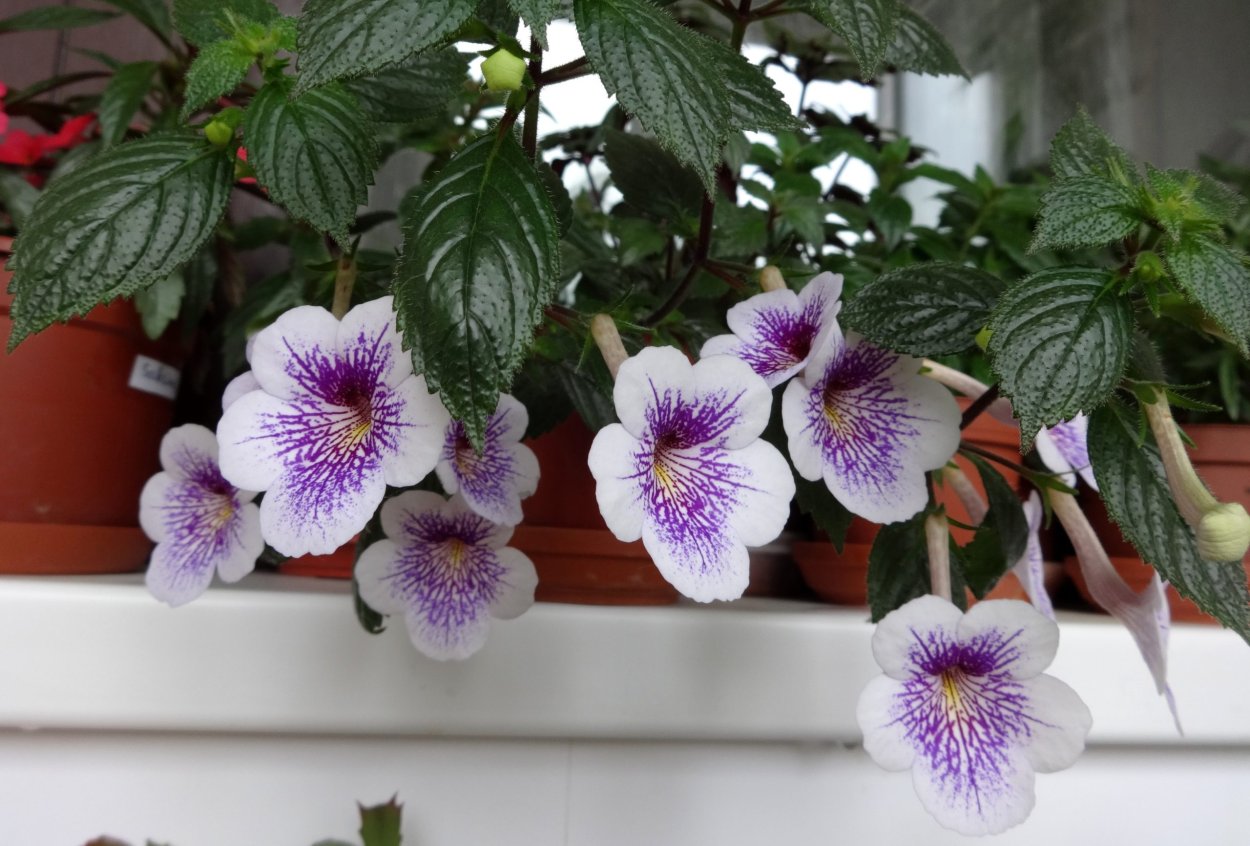 Ахименес цветок