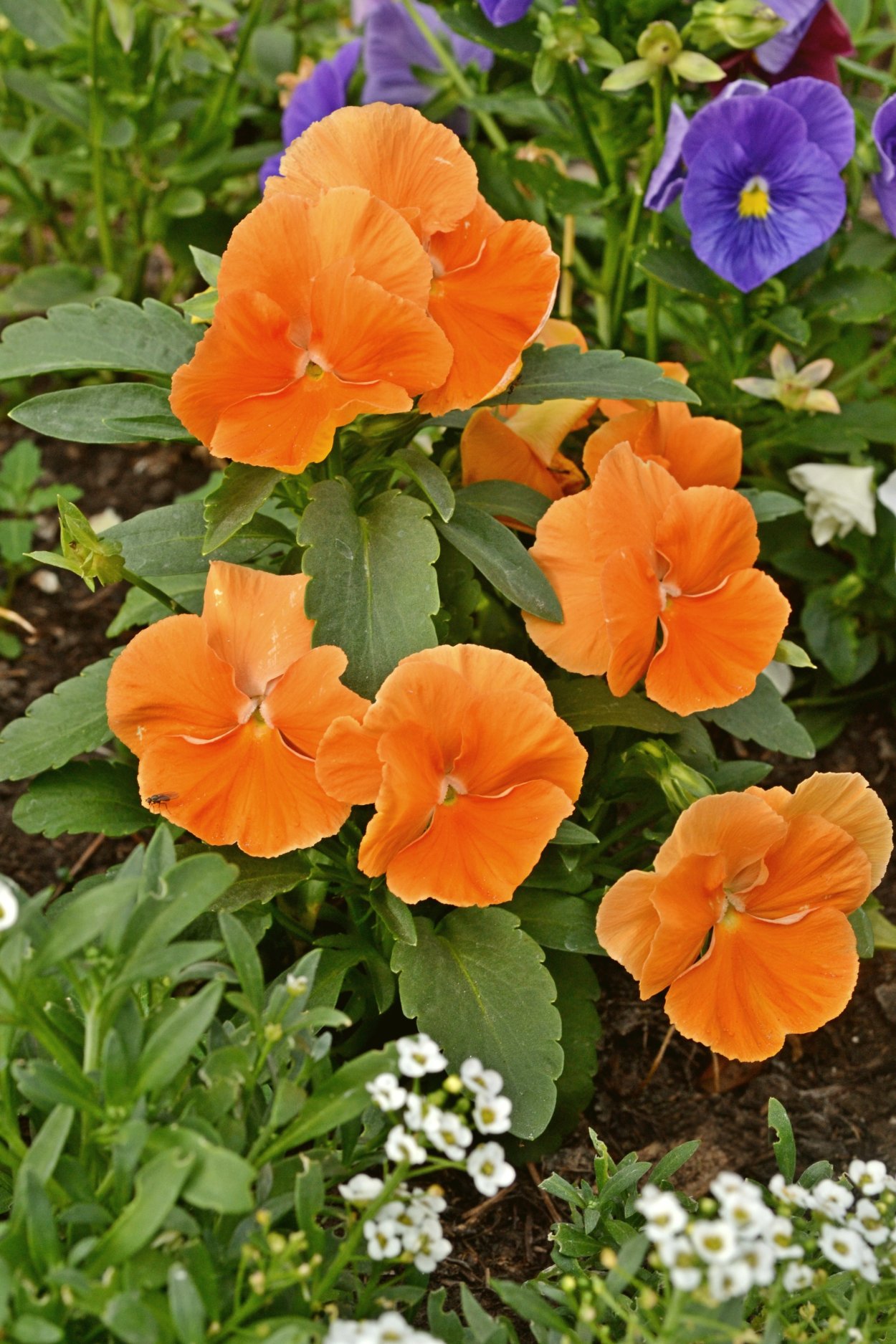 Веселая семейка цветы