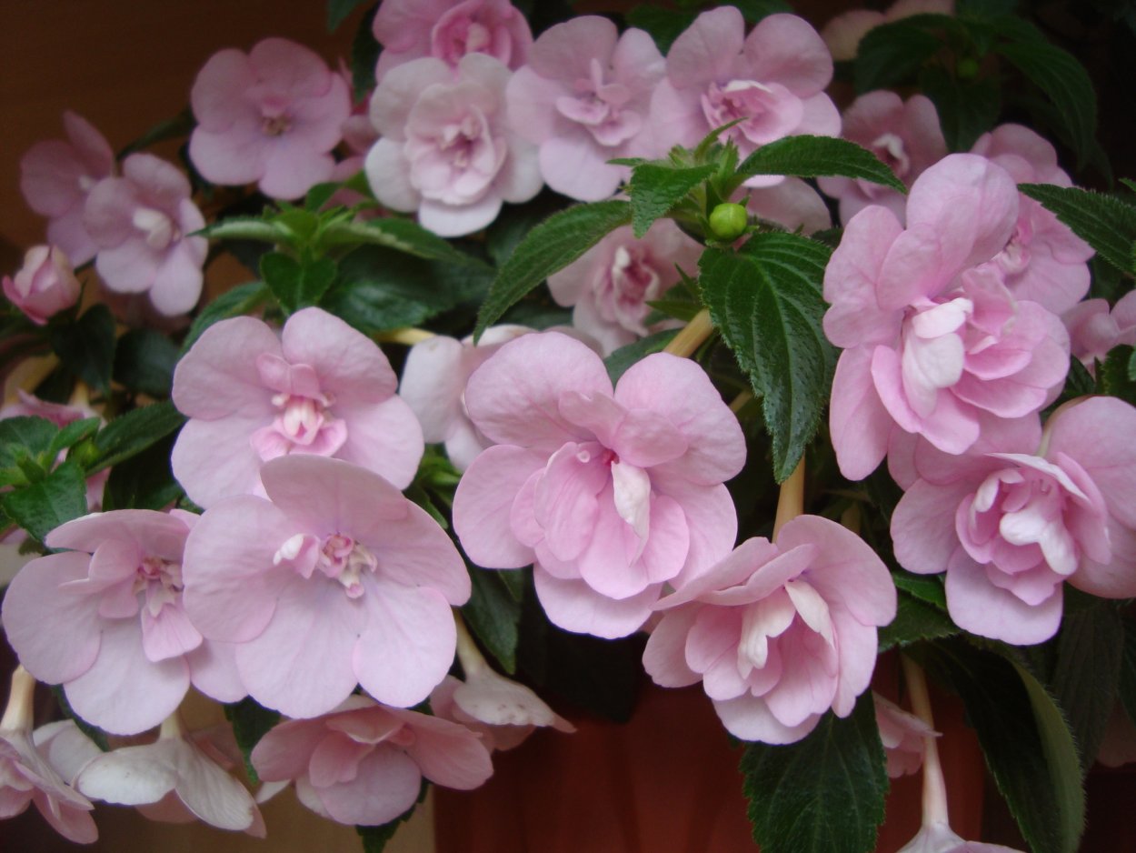 Ахименес сиреневый ампельный