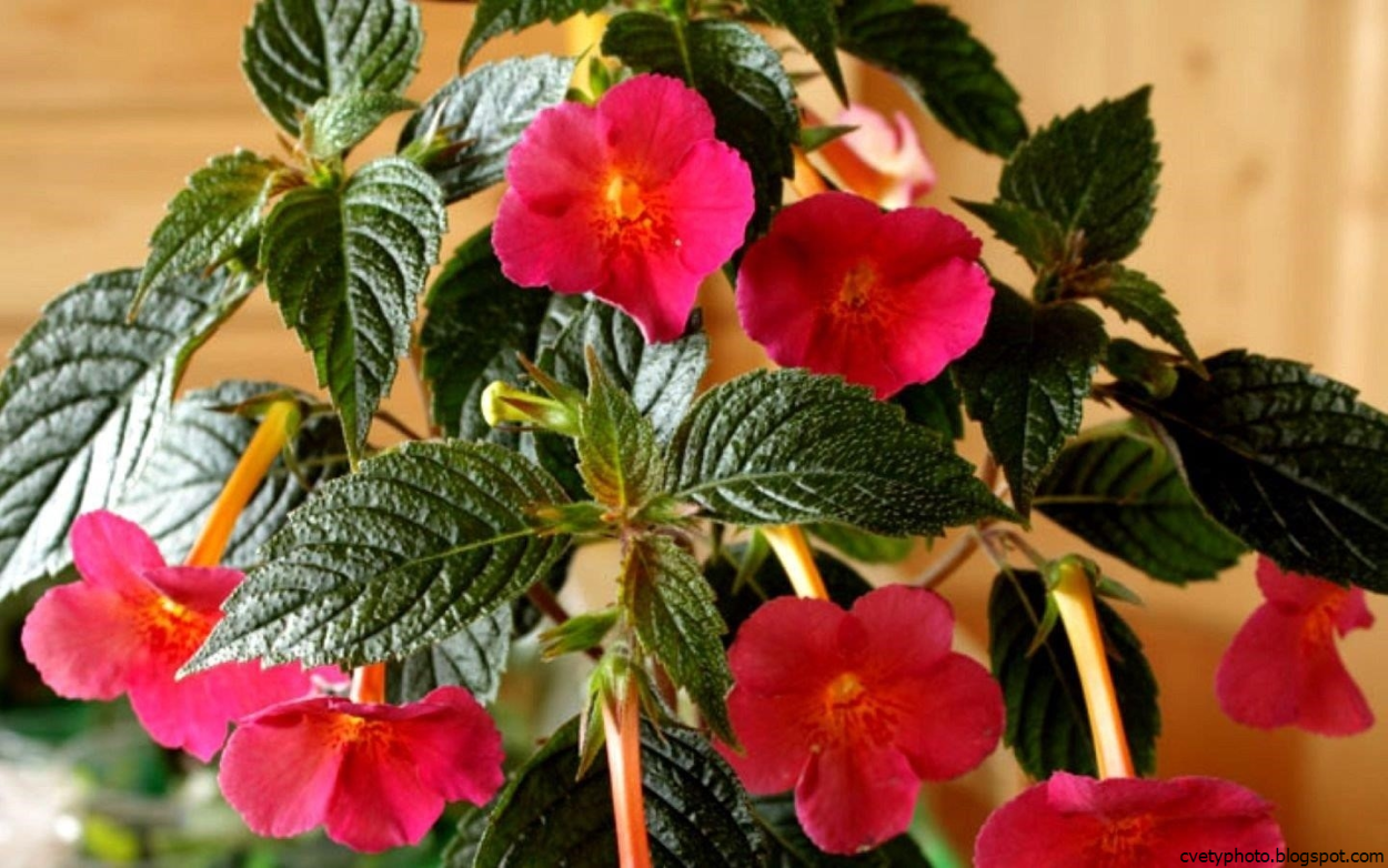 Ахименесы цветы