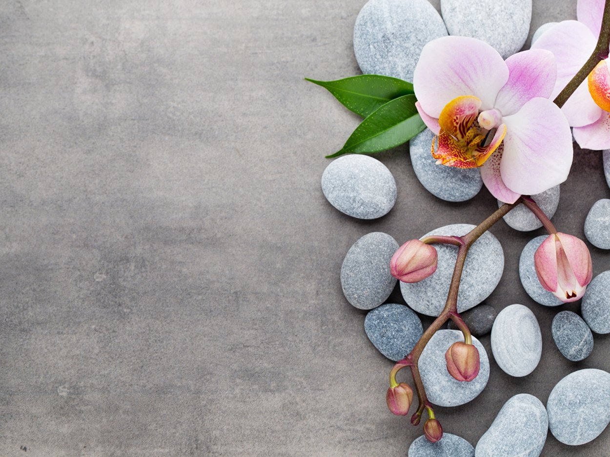 Фотофон белый цветы