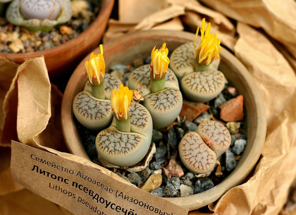 Lithops fulviceps c 220