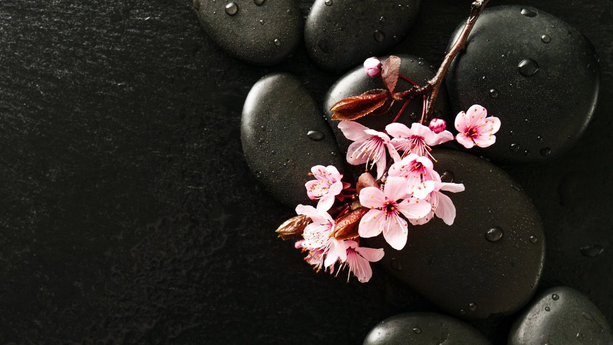 Цветы Сакуры на темном фоне