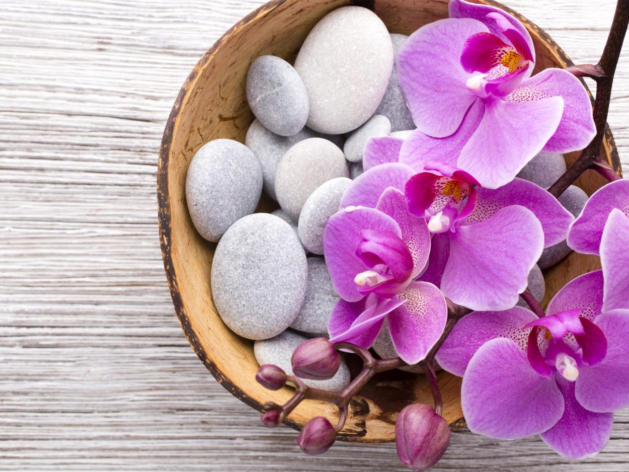 Орхидея и камни