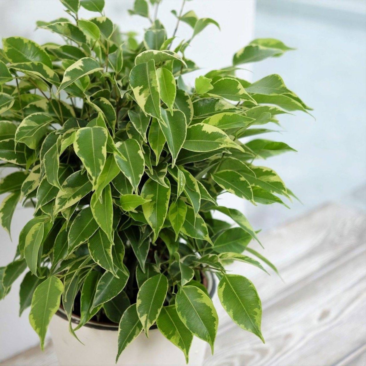 Фикус Бендж Кинки