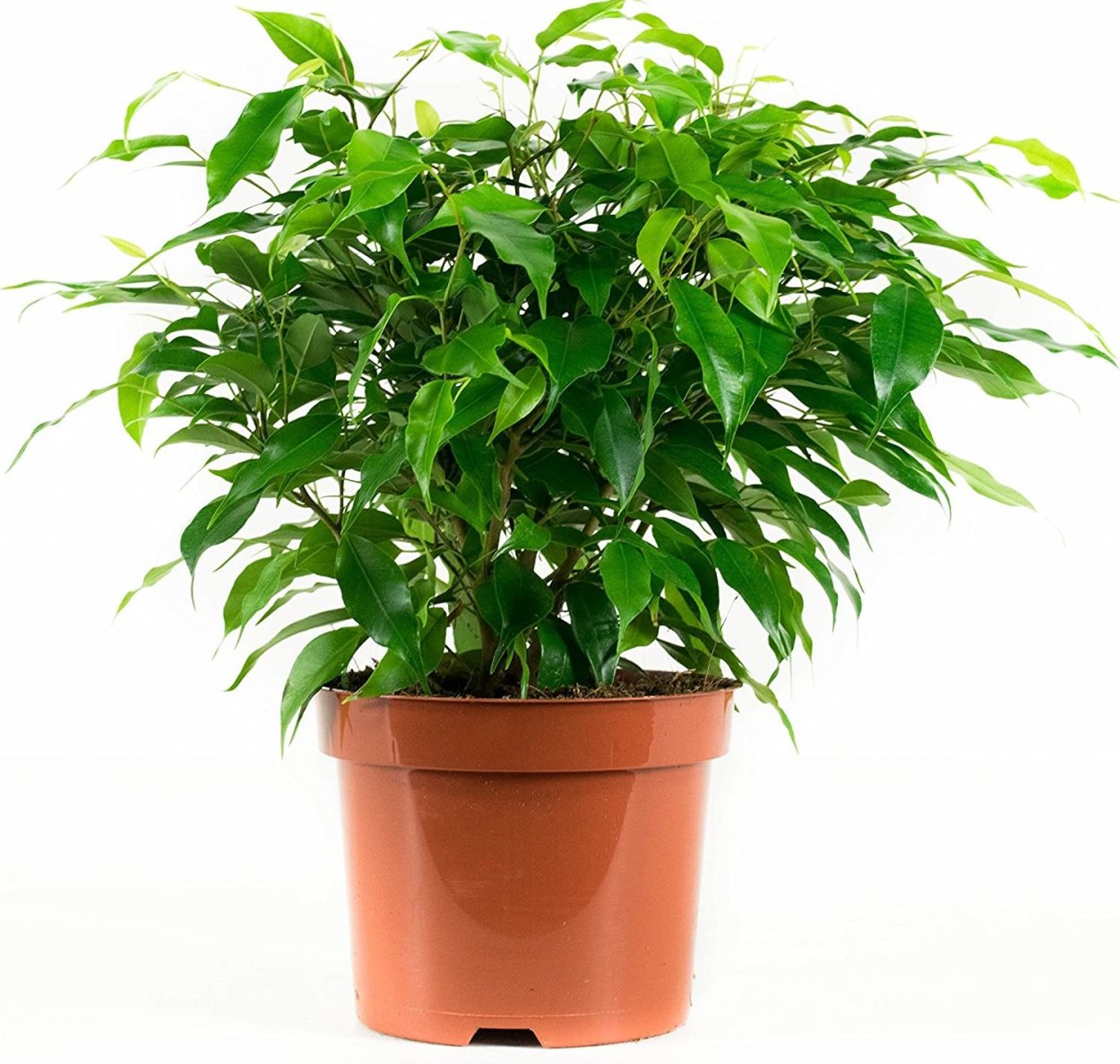 Фикус Бенджамина финки