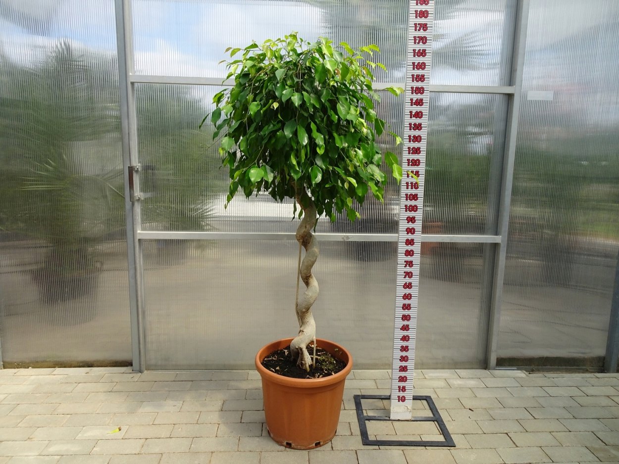 Фикус Бенджамина ствол косичкой