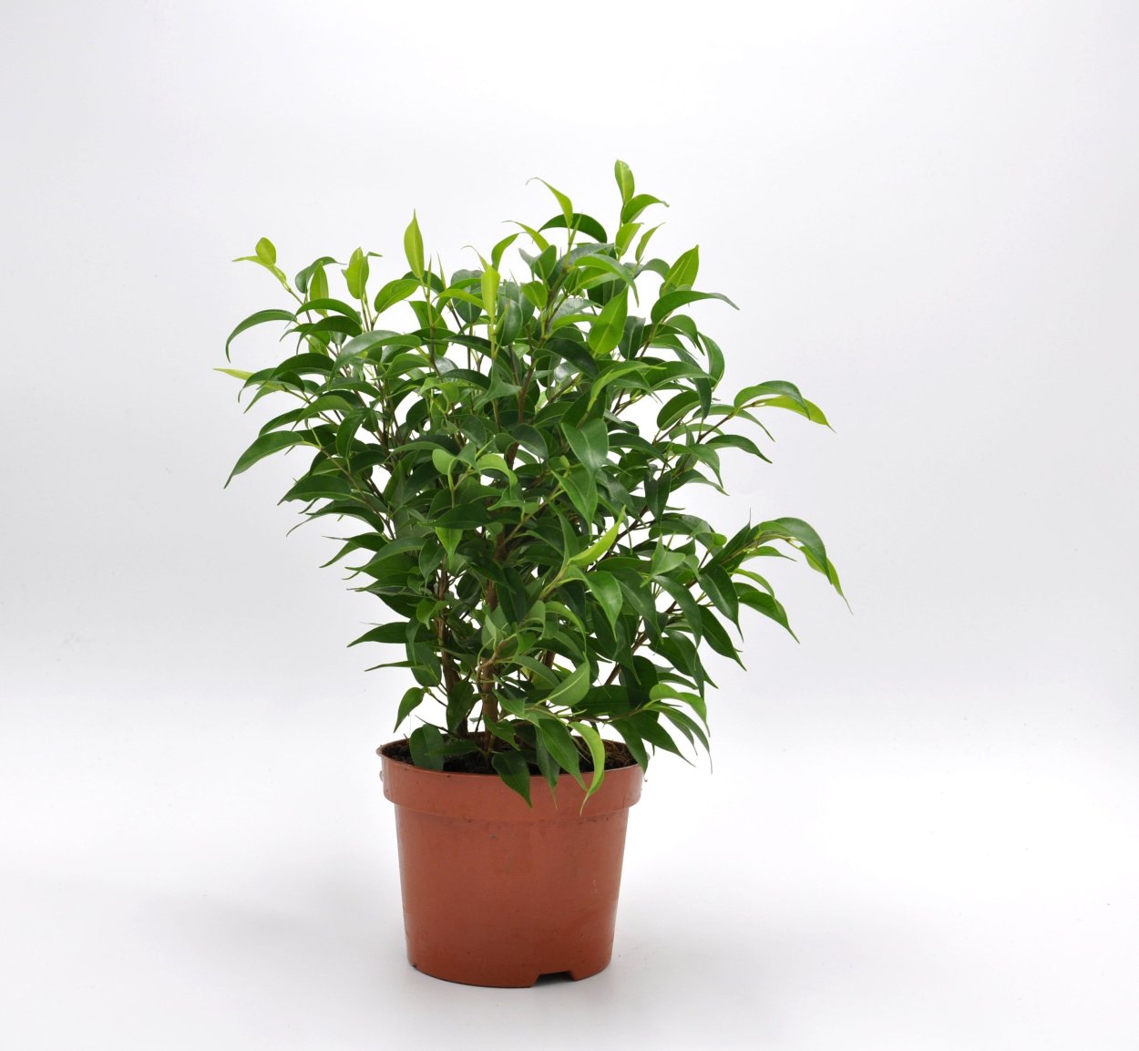 Фикус Бенджамина Тинеке