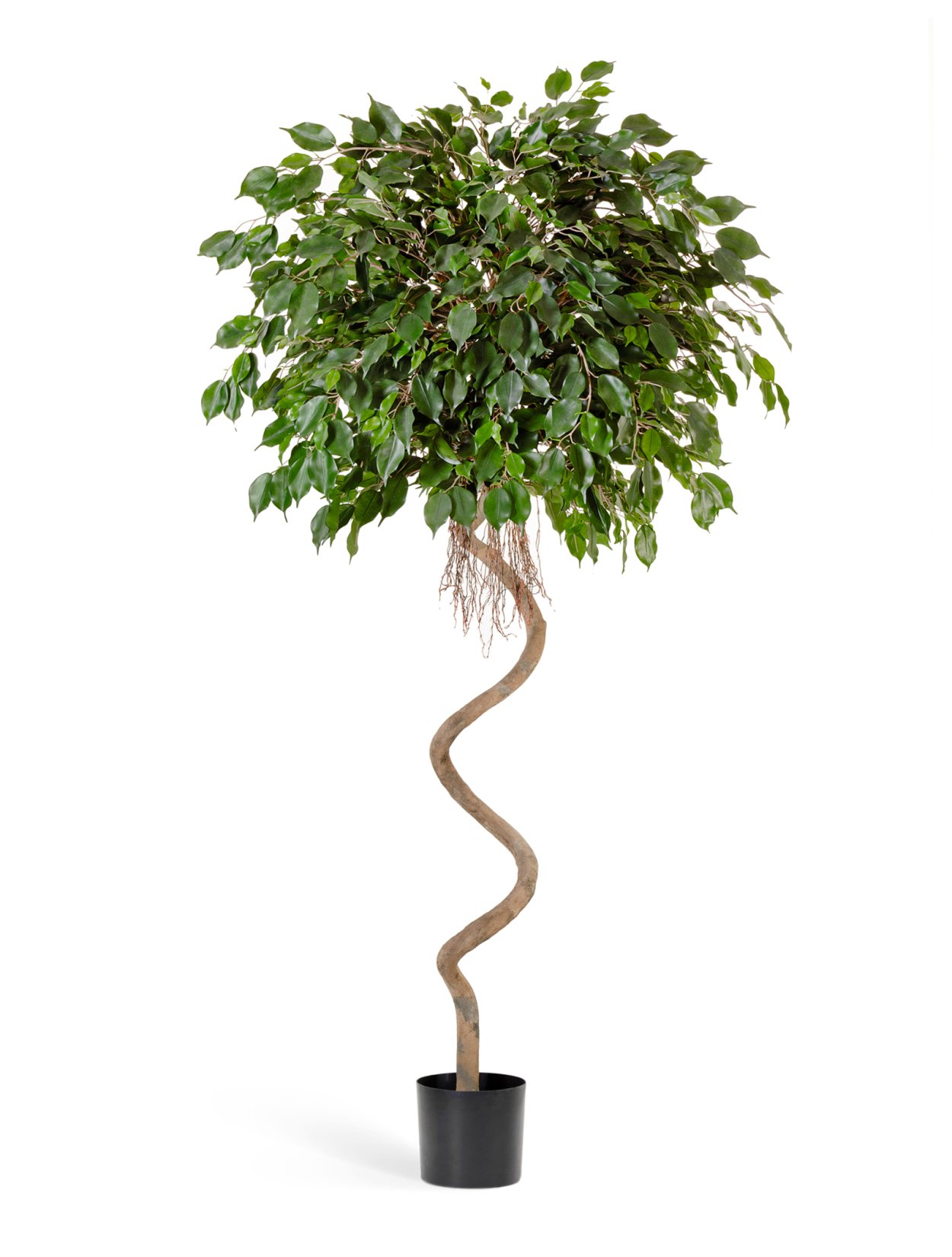 Фикус Бенджамина Наташа d12