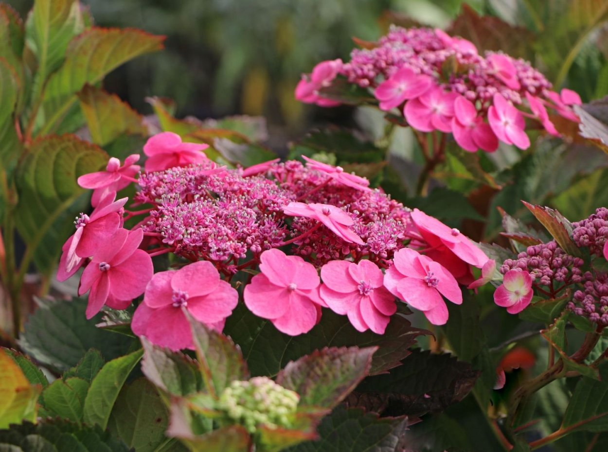 Гортензия пильчатая коттон Кэнди