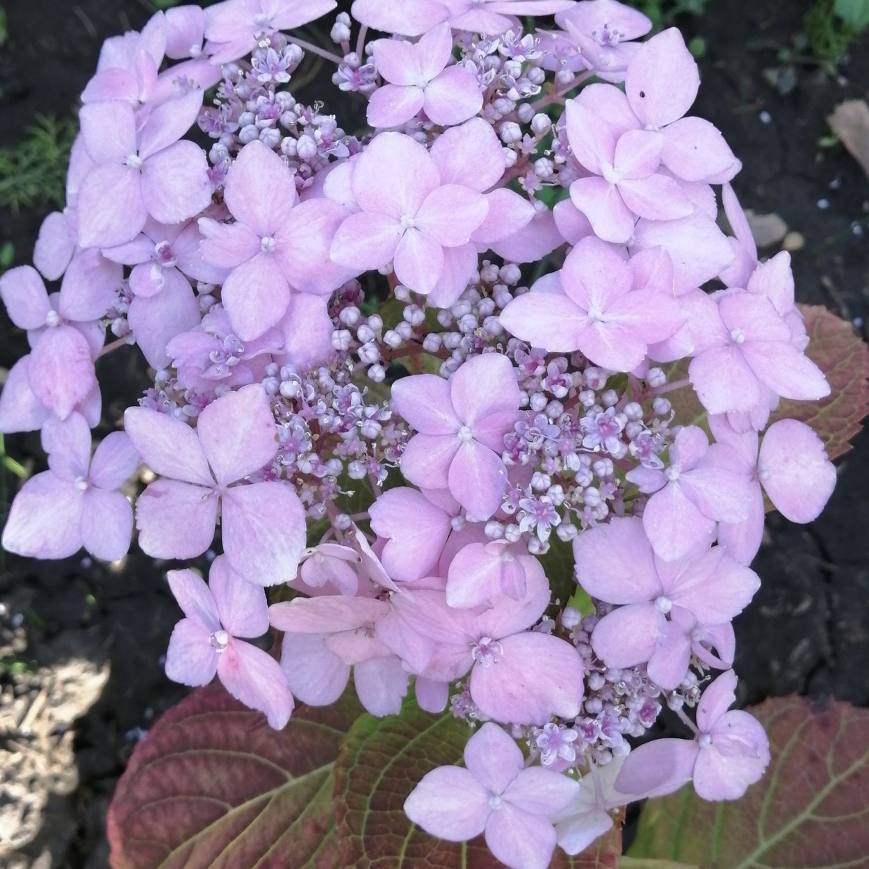 Гортензия пильчатая Прециоза