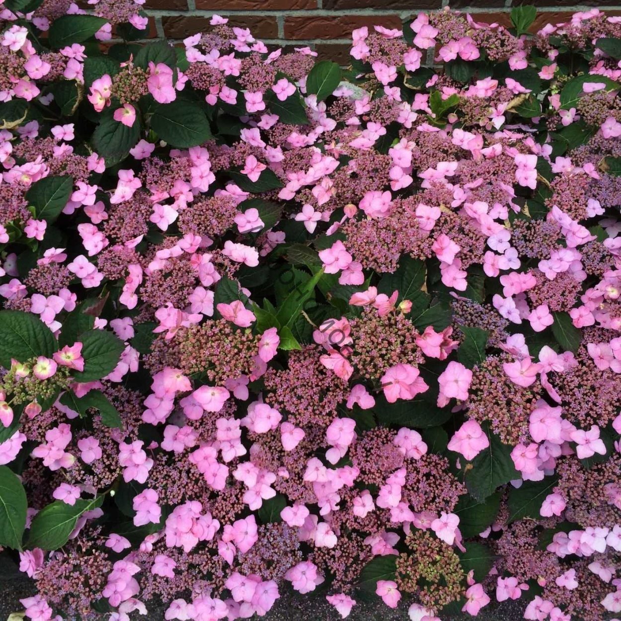 Гортензия пильчатая Блюберд