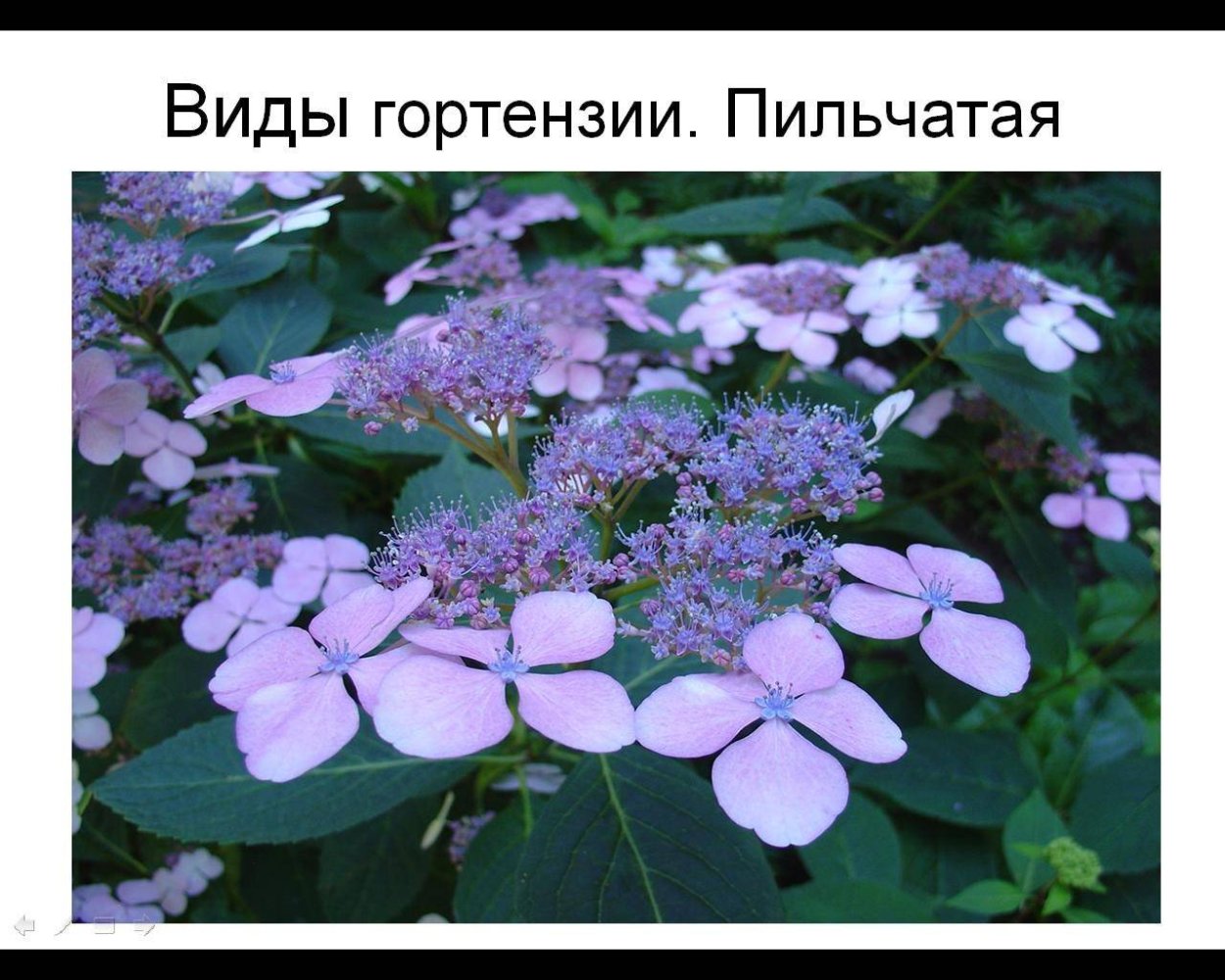 Пильчатая гортензия сиреневая