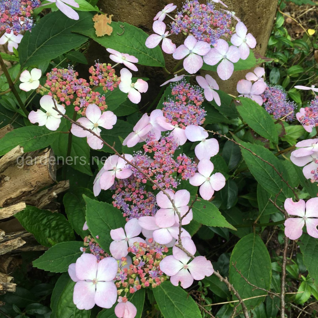 Гортензия пильчатая ДЭА девил