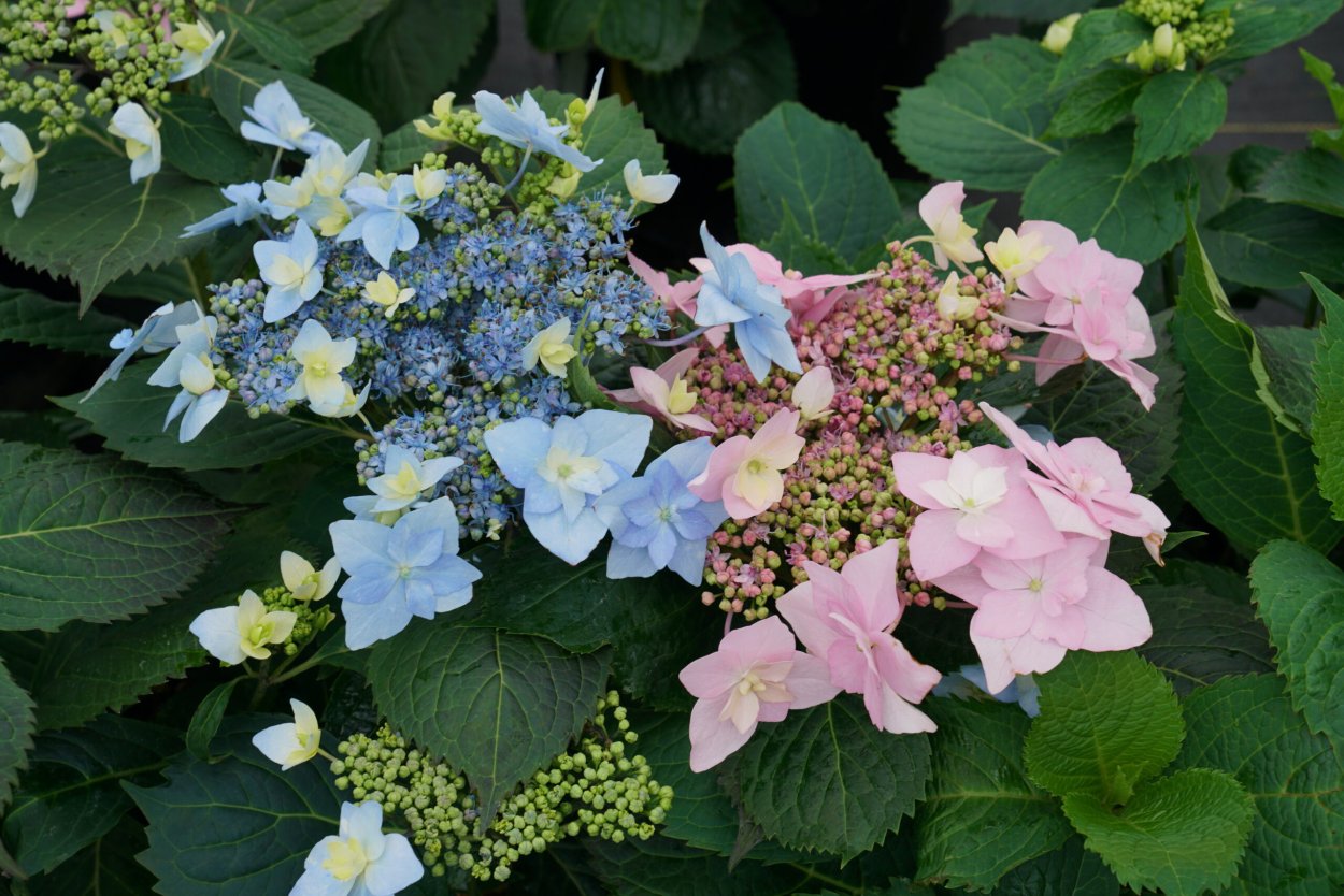 Гортензия пильчатая (Hydrangea serrata Daredevil) p12