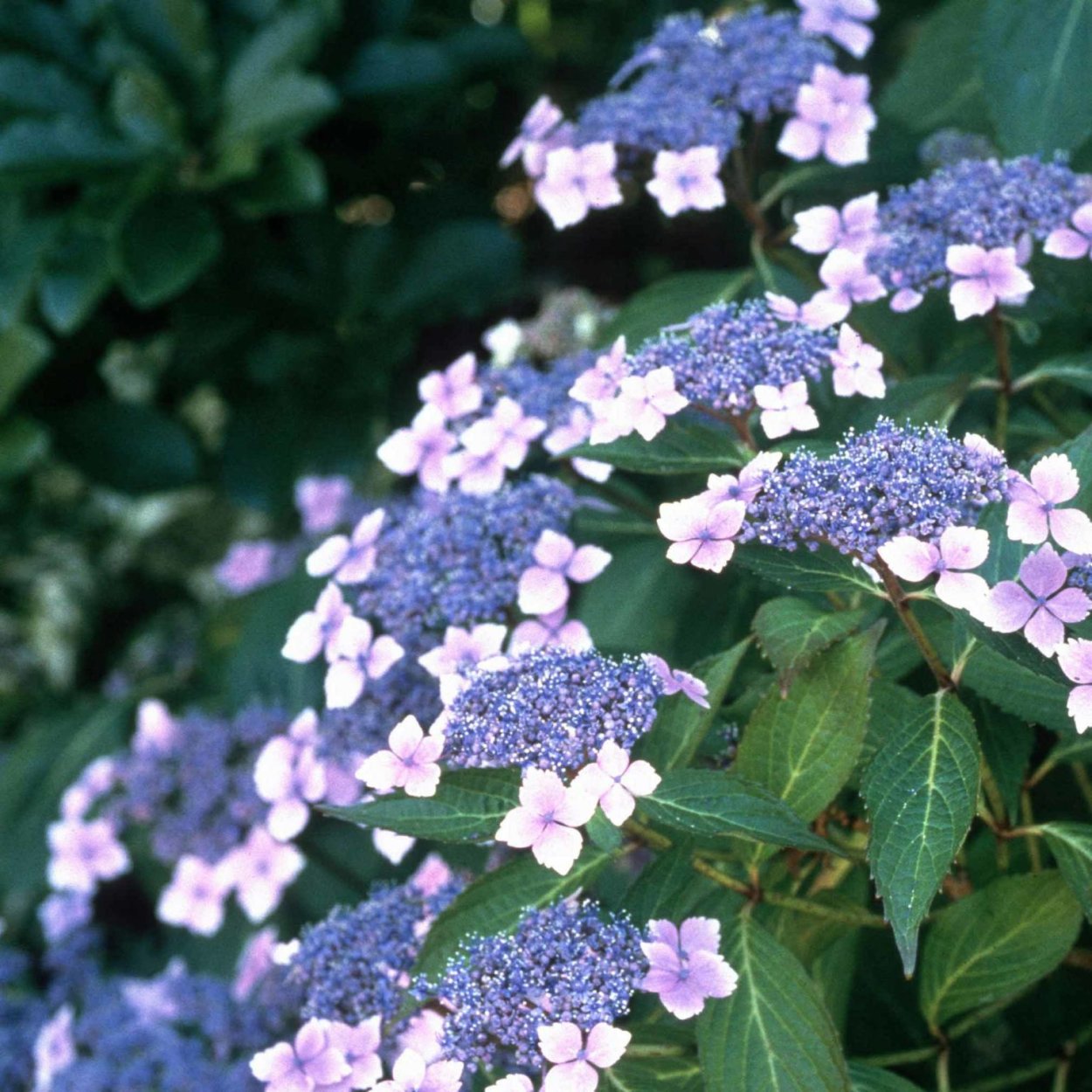 Гортензия пильчатая интермедиа