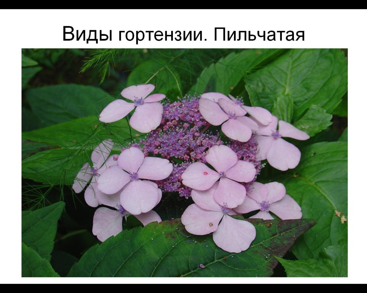 Гортензия пильчатая соцветия