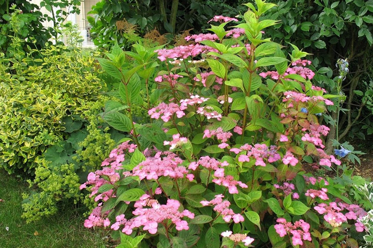 Гортензия пильчатая интермедиа