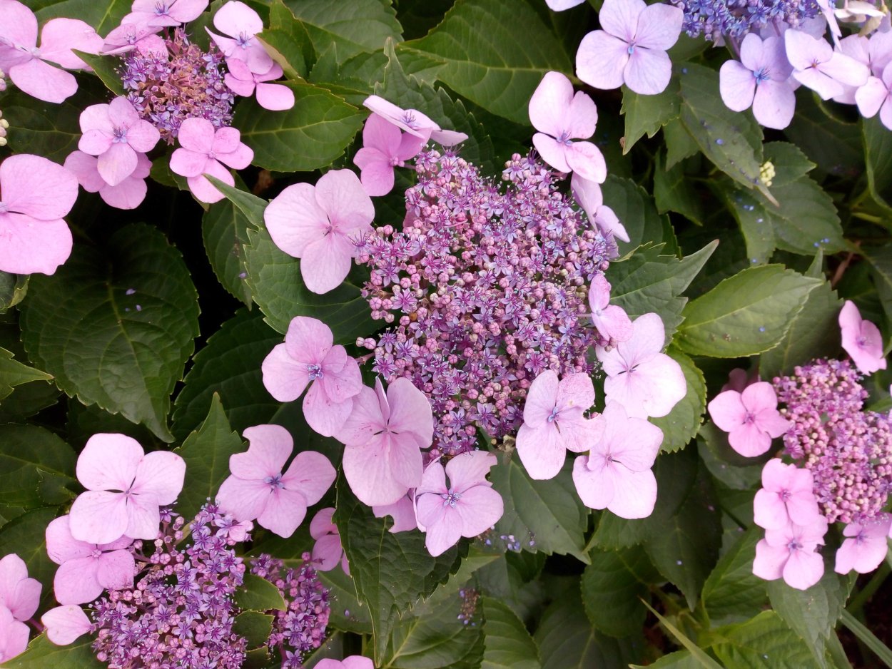 Гортензия пильчатая Кореана