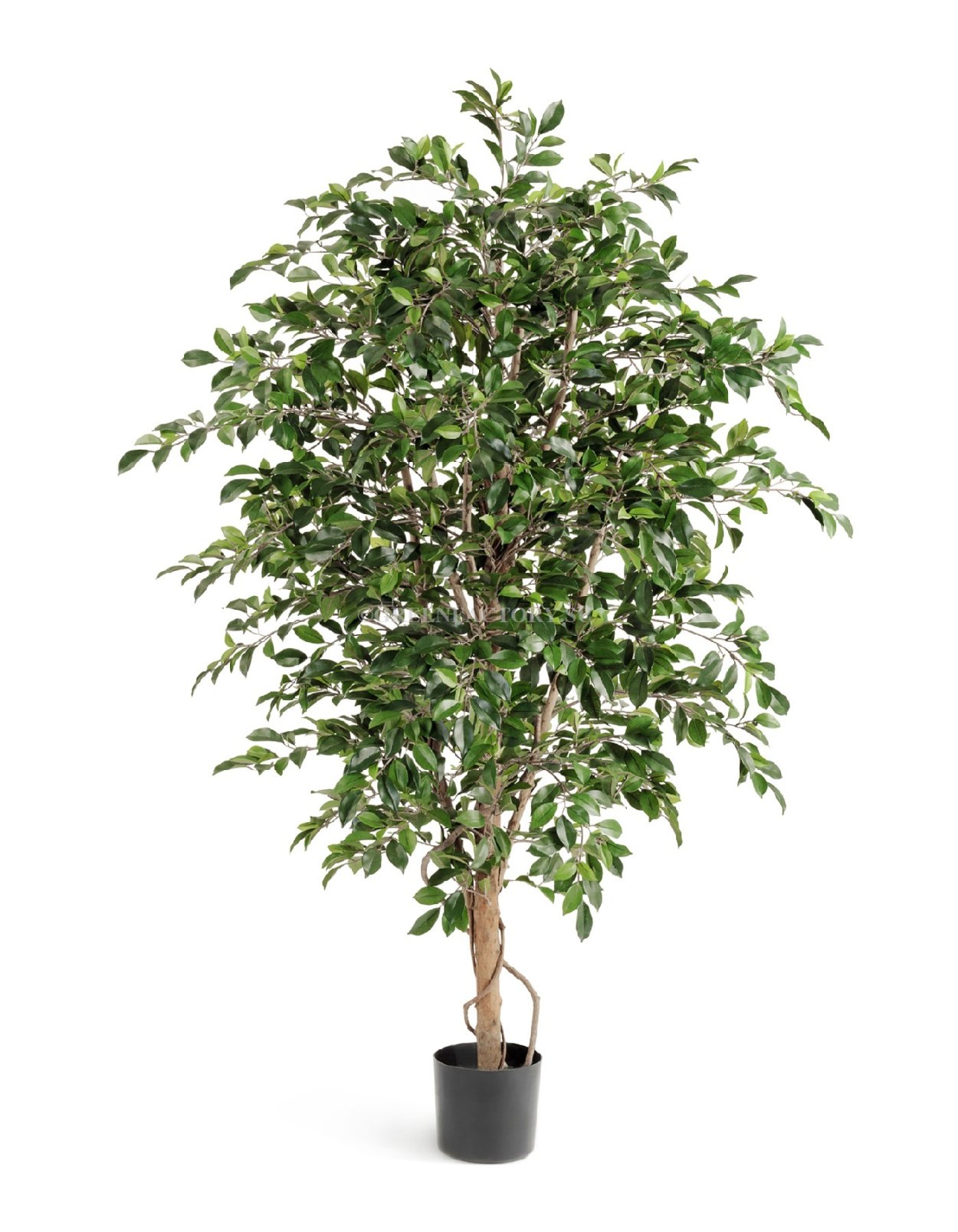 Фикус фолиа