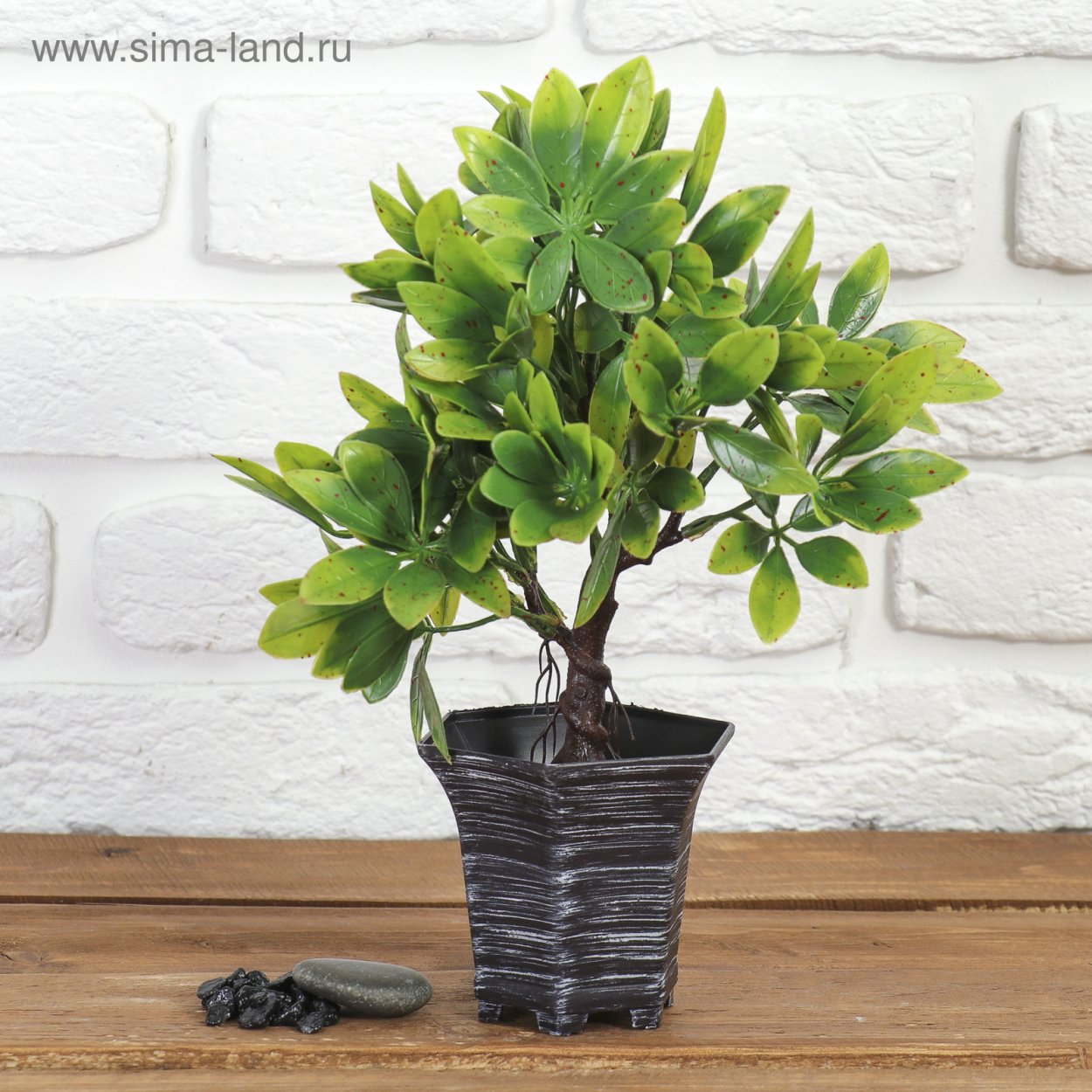 Бонсай "фикус пятнистый" 9*27 см, микс