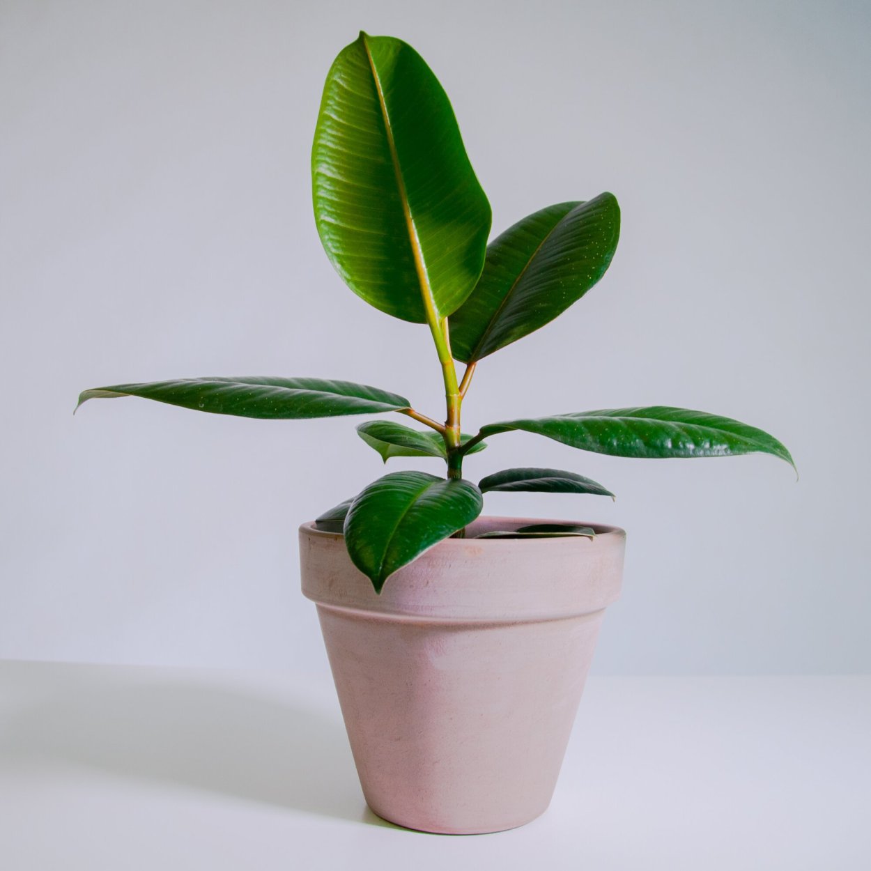 Фикус эластика Робуста фото