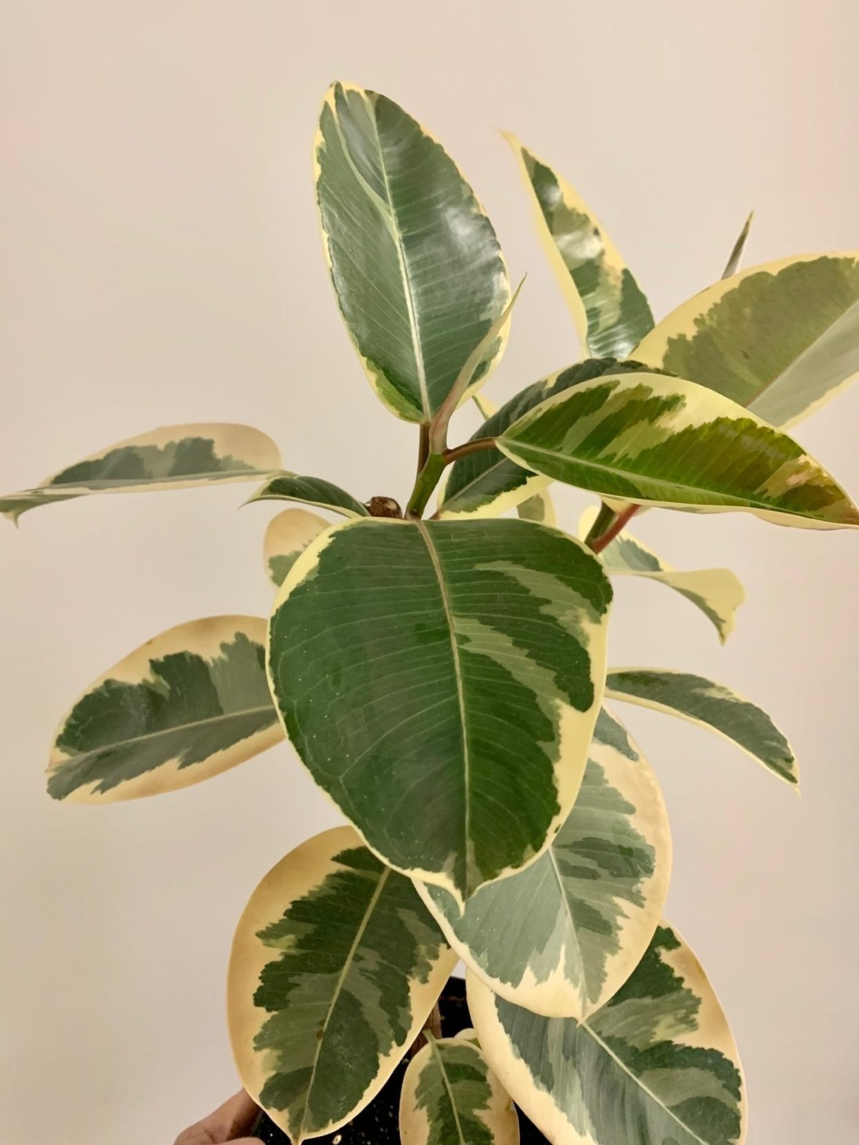 Фикус Тинеке