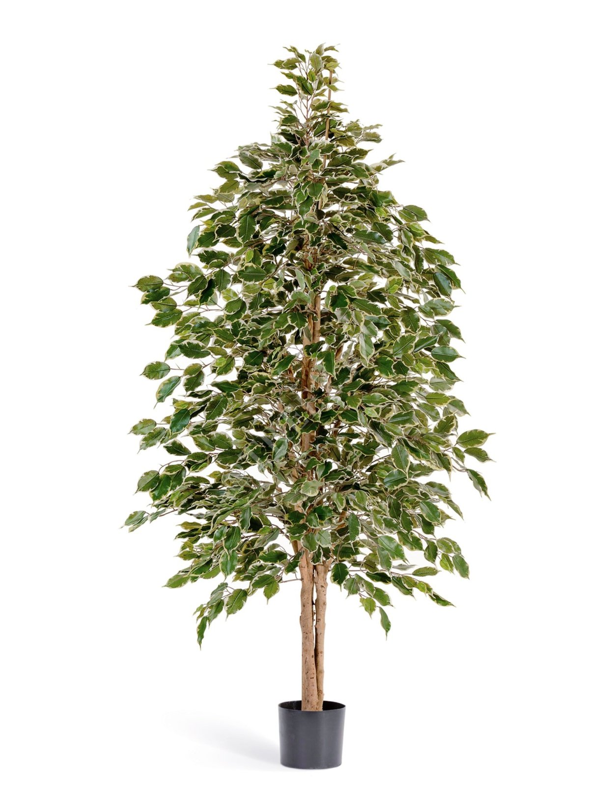 Фикус Бенджамина пятнистый