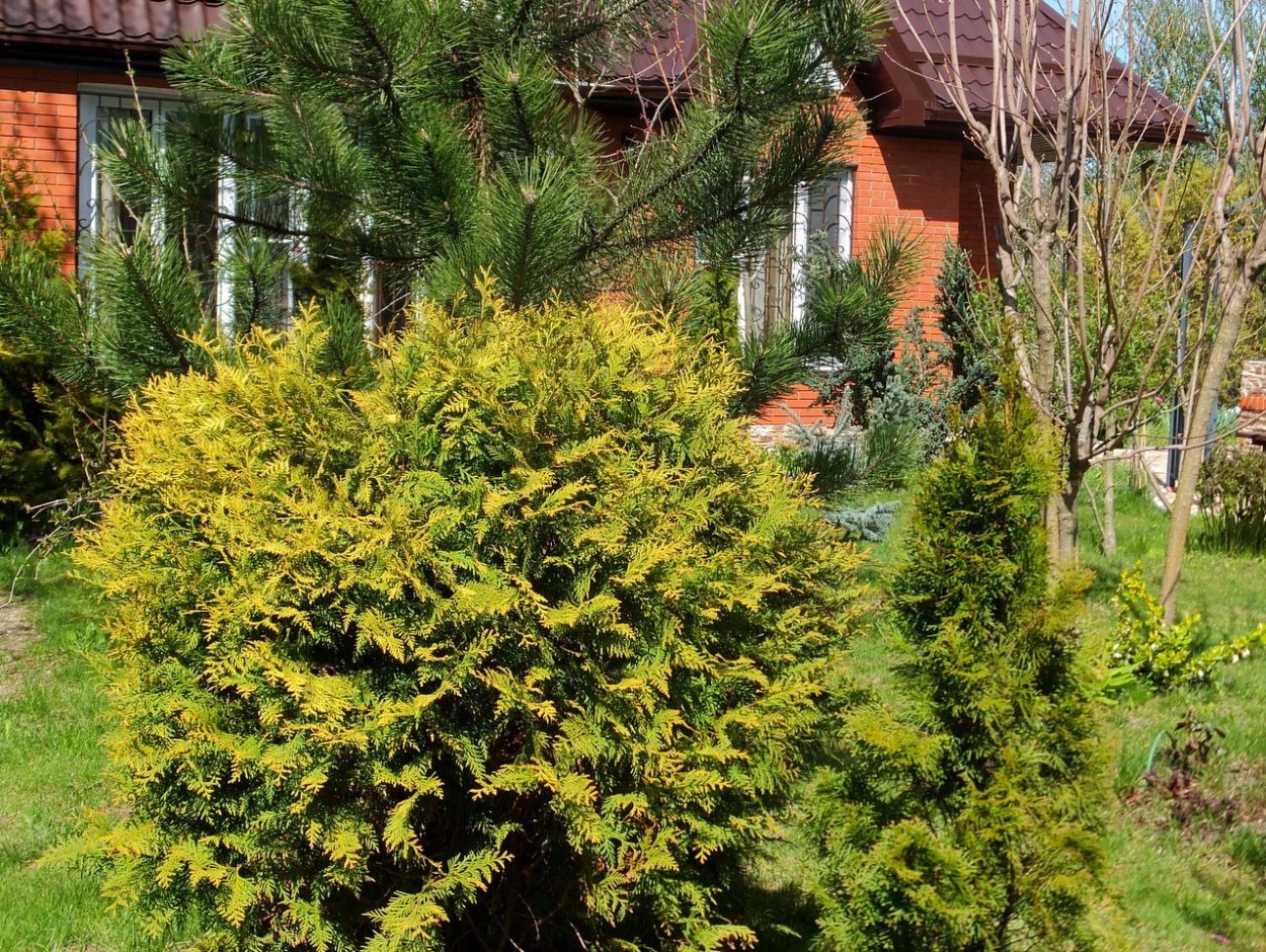 Туя Западная Голден Глоб