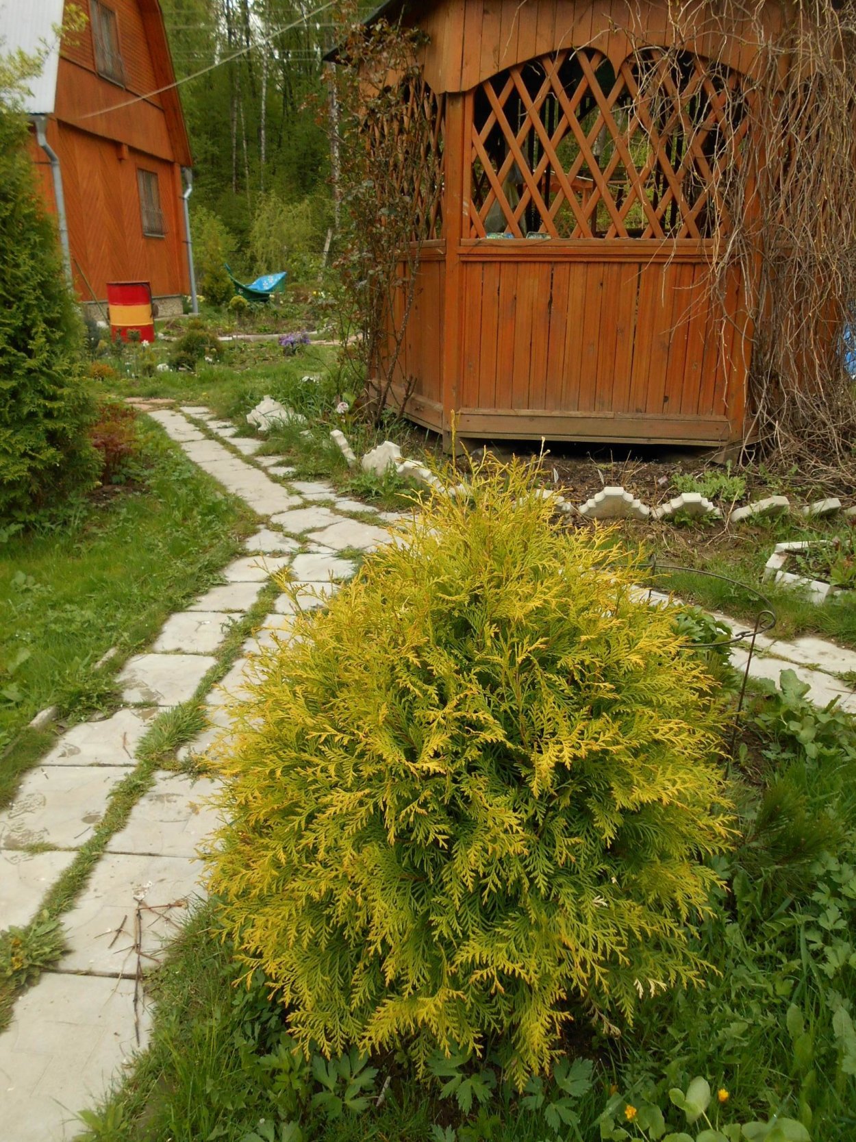 Туя Западная Грин Глоб