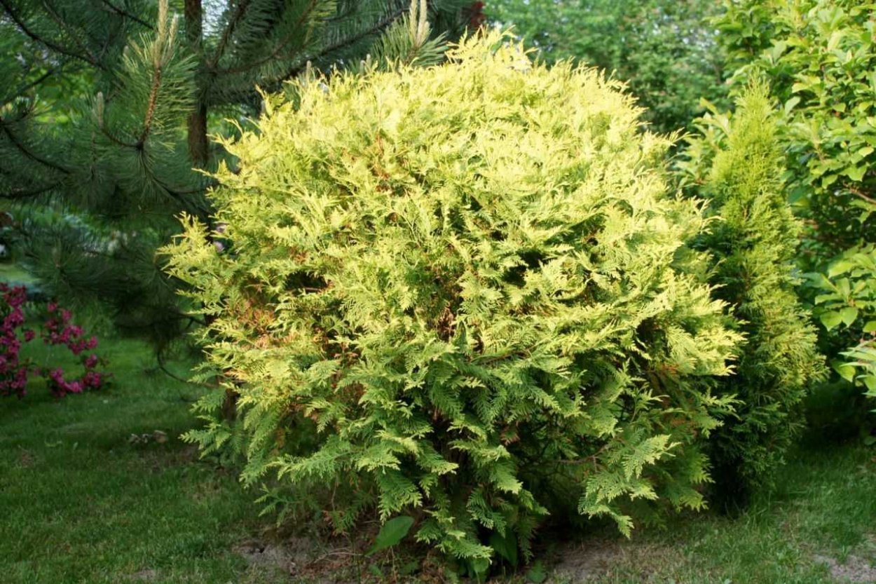 Туя Голден Глоуб