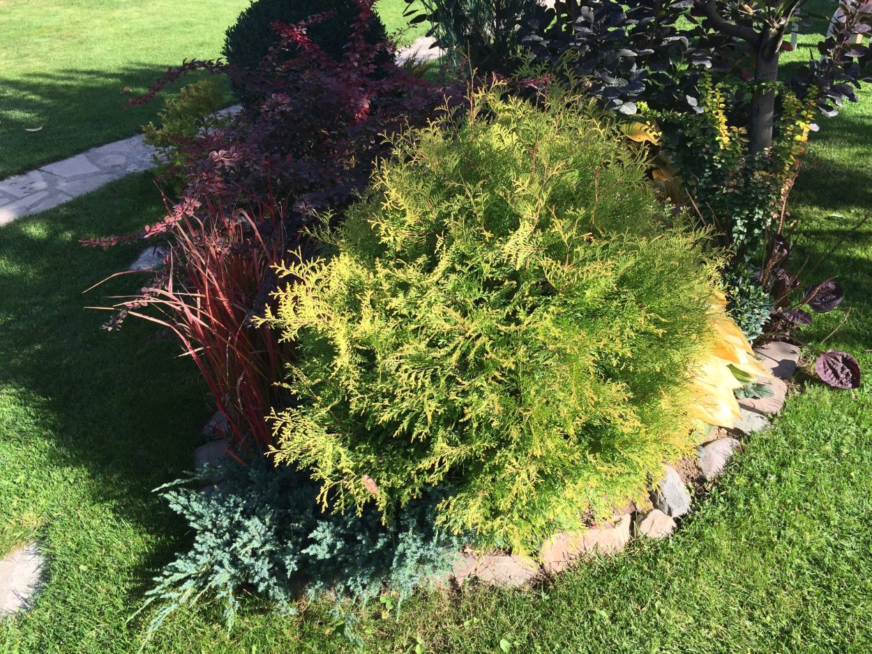 Можжевельник Вудварди